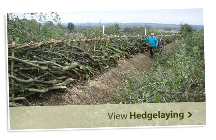 View Hedgelaying