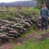 The hedge has been laid