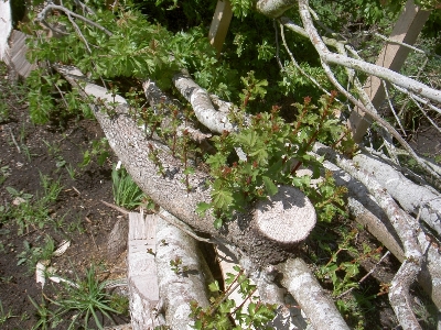 Hedgelaying in Tasmania