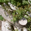Hedgelaying Gallery