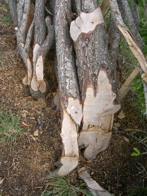 Hedgelaying in Tasmania
