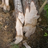 Hedgelaying Gallery
