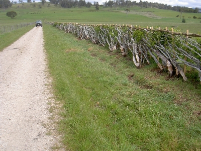 Hedgelaying in Tasmania