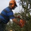 Hedgelaying Gallery