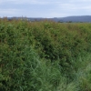 hedgelaying regrowth