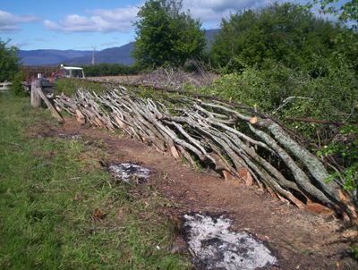 Sticks & Stones Hedgelaying and Dry Stone Walling | Newly laid hawthorne hedge