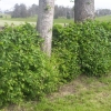 Hedgelaying Gallery