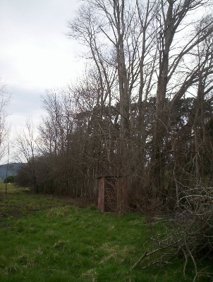 Hedgelaying in Tasmania