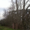 Hedgelaying Gallery