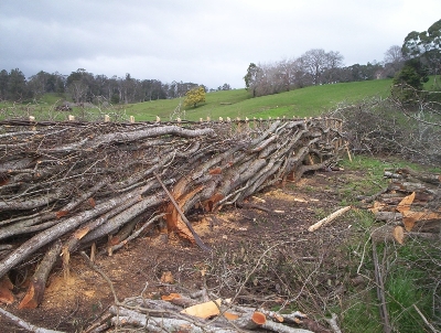 Hedgelaying in Tasmania
