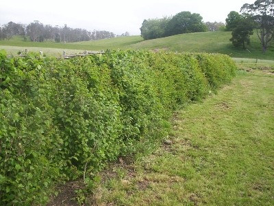 Hedgelaying in Tasmania