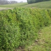 Hedgelaying Gallery