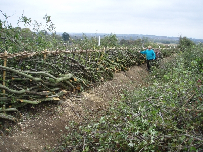 Hedgelaying in Tasmania