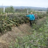 Hedgelaying Gallery