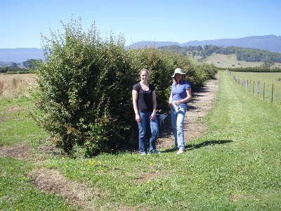 Hedgelaying in Tasmania