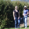Hedgelaying Gallery
