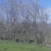 The hedge prior to being laid