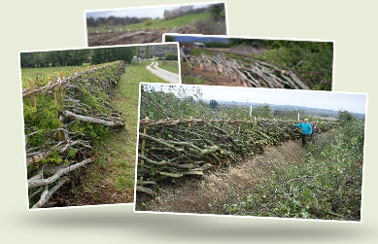 Hedgelaying in Australia