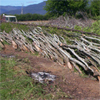 Hedgelaying nr Launceston