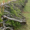 Hedgelaying nr Mole Creek