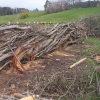 Hedgelaying nr Deloraine